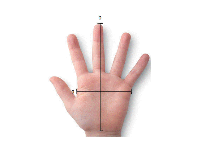 Measurement of hand size. (a) Hand width and (b) length from the lower